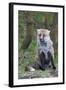 Red Fox-Hal Beral-Framed Photographic Print