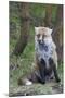 Red Fox-Hal Beral-Mounted Photographic Print