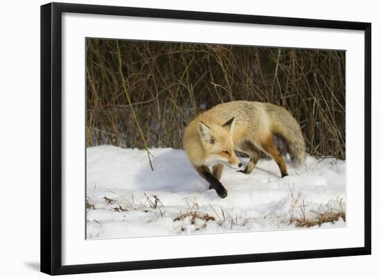 Red Fox-Joe McDonald-Framed Photographic Print