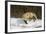 Red Fox-Joe McDonald-Framed Photographic Print