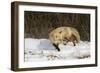 Red Fox-Joe McDonald-Framed Photographic Print