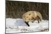 Red Fox-Joe McDonald-Mounted Photographic Print