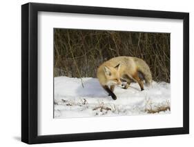 Red Fox-Joe McDonald-Framed Photographic Print