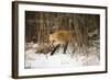 Red Fox-Joe McDonald-Framed Photographic Print