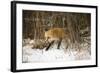 Red Fox-Joe McDonald-Framed Photographic Print