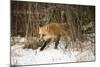 Red Fox-Joe McDonald-Mounted Photographic Print