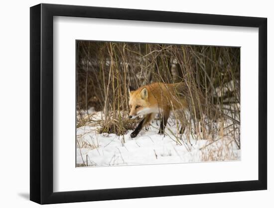 Red Fox-Joe McDonald-Framed Photographic Print