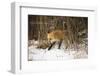 Red Fox-Joe McDonald-Framed Photographic Print