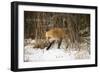 Red Fox-Joe McDonald-Framed Photographic Print