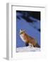 Red Fox-DLILLC-Framed Photographic Print