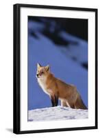 Red Fox-DLILLC-Framed Photographic Print