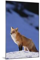 Red Fox-DLILLC-Mounted Photographic Print