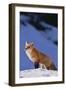 Red Fox-DLILLC-Framed Photographic Print