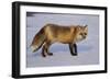 Red Fox-DLILLC-Framed Photographic Print