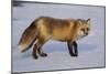 Red Fox-DLILLC-Mounted Photographic Print