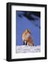 Red Fox-DLILLC-Framed Photographic Print