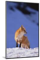 Red Fox-DLILLC-Mounted Photographic Print