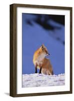 Red Fox-DLILLC-Framed Photographic Print