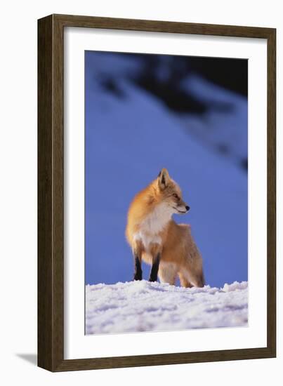 Red Fox-DLILLC-Framed Photographic Print