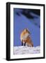 Red Fox-DLILLC-Framed Photographic Print