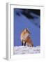 Red Fox-DLILLC-Framed Photographic Print