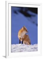 Red Fox-DLILLC-Framed Photographic Print