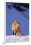 Red Fox-DLILLC-Framed Photographic Print