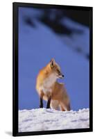 Red Fox-DLILLC-Framed Photographic Print