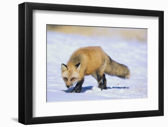 Red Fox-DLILLC-Framed Photographic Print