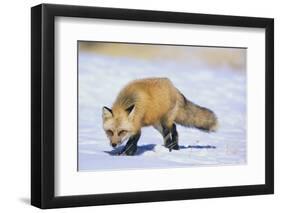 Red Fox-DLILLC-Framed Photographic Print