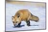 Red Fox-DLILLC-Mounted Photographic Print