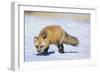 Red Fox-DLILLC-Framed Photographic Print