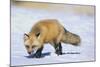 Red Fox-DLILLC-Mounted Photographic Print