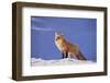 Red Fox-DLILLC-Framed Photographic Print