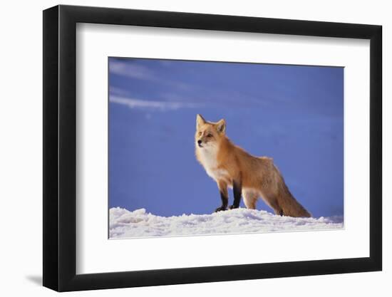 Red Fox-DLILLC-Framed Photographic Print