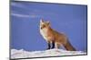 Red Fox-DLILLC-Mounted Photographic Print