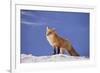 Red Fox-DLILLC-Framed Photographic Print