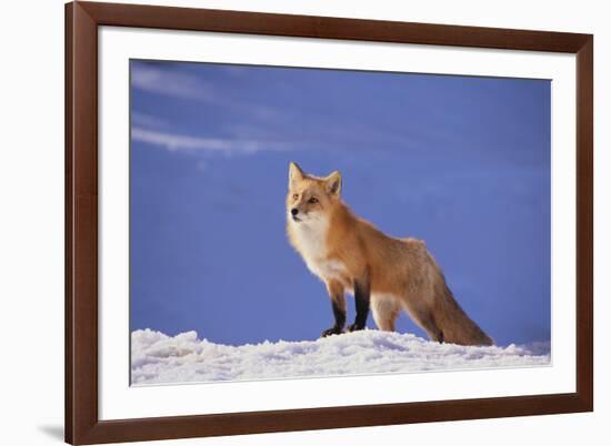 Red Fox-DLILLC-Framed Photographic Print