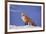 Red Fox-DLILLC-Framed Photographic Print