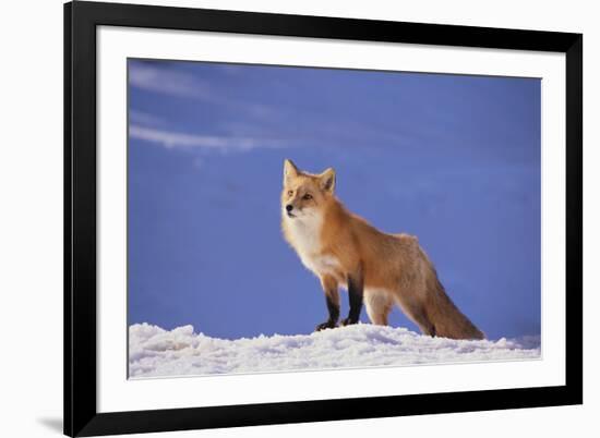 Red Fox-DLILLC-Framed Photographic Print