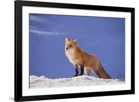 Red Fox-DLILLC-Framed Photographic Print