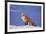 Red Fox-DLILLC-Framed Photographic Print