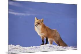 Red Fox-DLILLC-Mounted Photographic Print