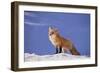 Red Fox-DLILLC-Framed Photographic Print