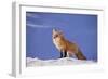 Red Fox-DLILLC-Framed Photographic Print