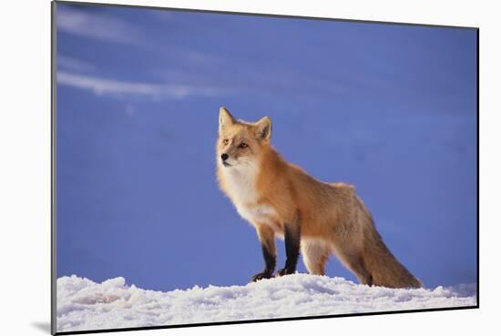 Red Fox-DLILLC-Mounted Photographic Print