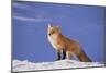 Red Fox-DLILLC-Mounted Photographic Print