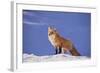 Red Fox-DLILLC-Framed Photographic Print