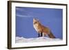 Red Fox-DLILLC-Framed Photographic Print