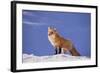 Red Fox-DLILLC-Framed Photographic Print